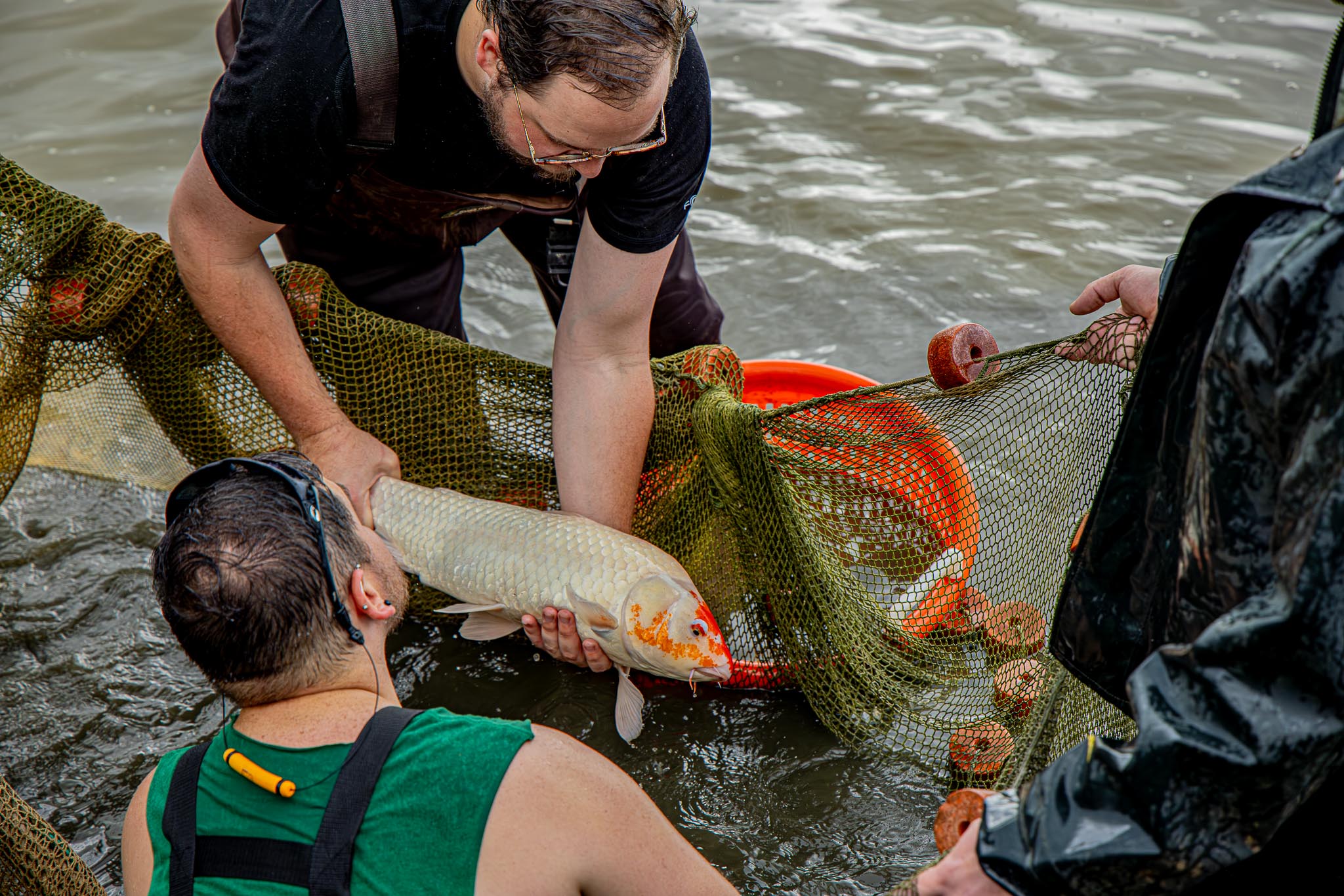 Harvesting Koi Harvesting Koi