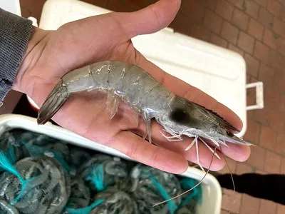 Food Chain Shrimp Food Chain Shrimp