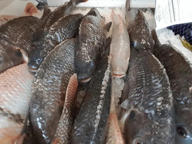 Food Chain Tilapia Food Chain Tilapia