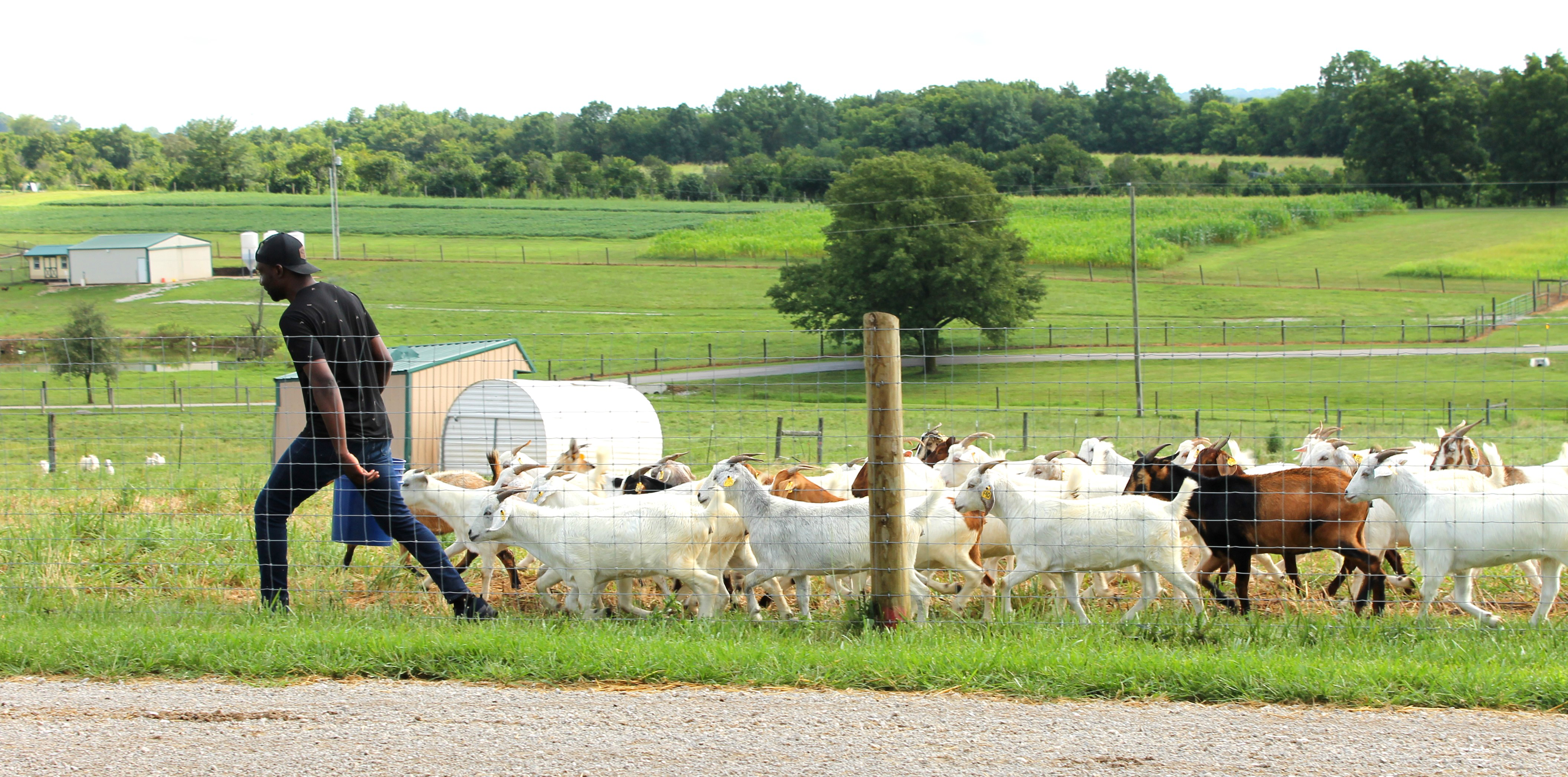 Goat Herd Goat Herd