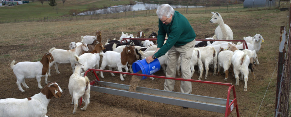 Picture of Dr. Andries feeding a herd of goats in a field
