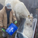 FRANKFORT, Ky., -- KSU Benson Research and Demonstration Farm sunrise photos of Farm Technician Mike Rankin feeding cattle, goat husbandry and general feature photography of the farm, Friday, Oct. 13, 2017 at the Benson Research Farm in FRANKFORT.
