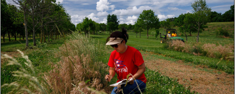 FRANKFORT, Ky., -- Kentucky State University employee Srijana Thapa Magar checks Pawpaw saplings in a grove, Tuesday, May 29, 2018 at the Harold R. Benson Research and Demonstration Farm in FRANKFORT.