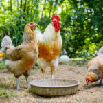 GOSHEN, Ky., -- Kentucky State University Farm Technician Emily Clement checks the status of a rotational goat herd, Thursday, June 28, 2018 in the St. Francis School in GOSHEN.