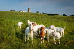 Picture of Benson Farm rotational grazing herd