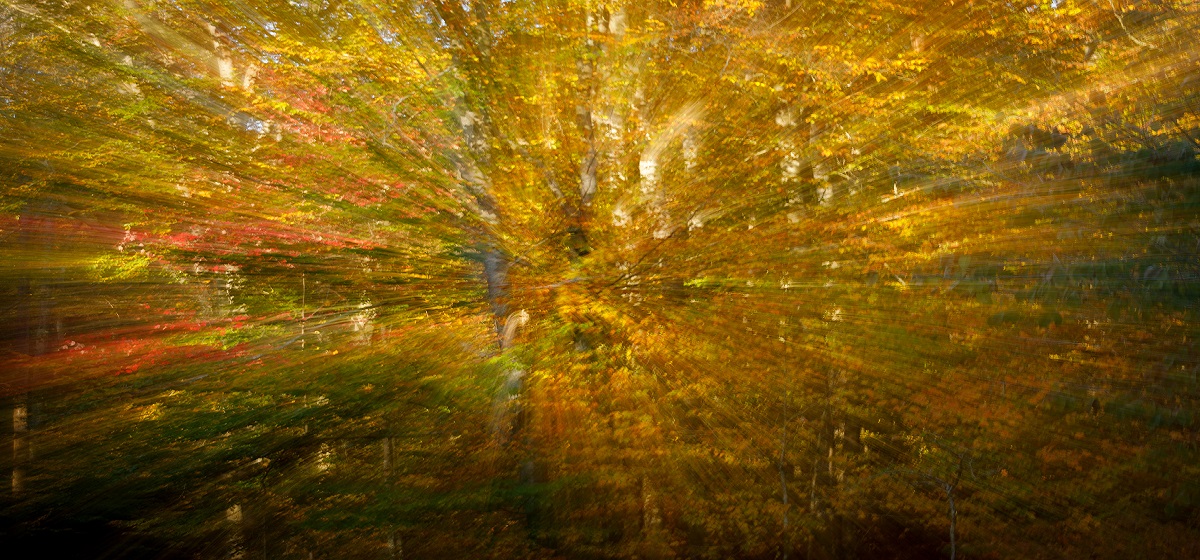 CLERMONT, Ky., -- Peak fall color on Forest Hill Drive, Saturday, Nov. 02, 2019 at the Bernheim Research Forest in CLERMONT.