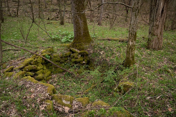 Henry County, Ky., -- KYSU Environmental Education Research gorge drainage and forest photos, Tuesday, April 07, 2020 at the KYSU EERC in Henry County.