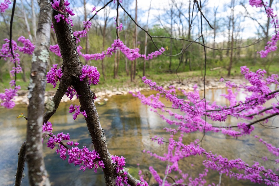 Henry County, Ky., -- KYSU Environmental Education Research Center drainage and forest photos, Friday, April 10, 2020 at the KYSU EERC in Henry County. C.canadensis L. - (Redbud) blooms March - May in a habitat with a moderate or well-balanced supply of moisture frequently across Kentucky.