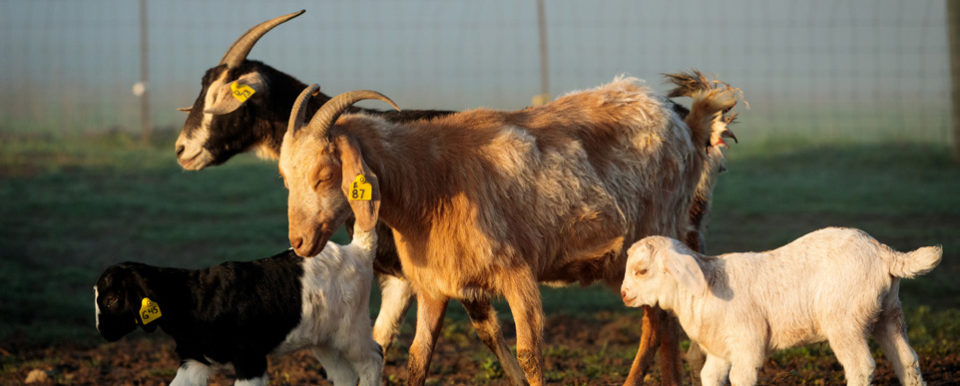 Picture of 4 goats in front of a fence