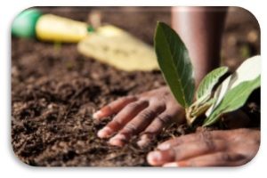 Hand Planting Flower