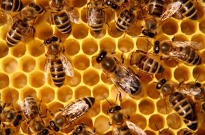 Honey bee production and methods of identification and control of the pathogen Nosema ceranae. Thomas Webster, PhD – Associate Professor (Research, Extension, and Teaching) and Marty Matisoff, Master of Science, Research Assistant (Research)