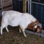 Picture of a buck eating