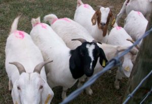 Picture of seven bucks