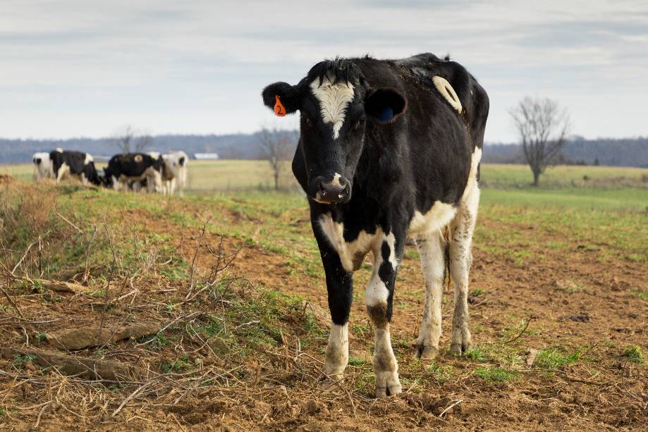 Cow in the for ground of a field with heard of cows in the background
