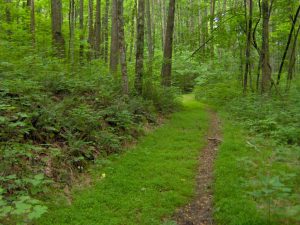 Forestry