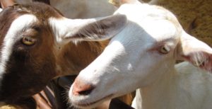 Two goats looking over a fence