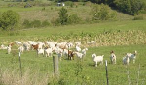 Goats in a field with a fence