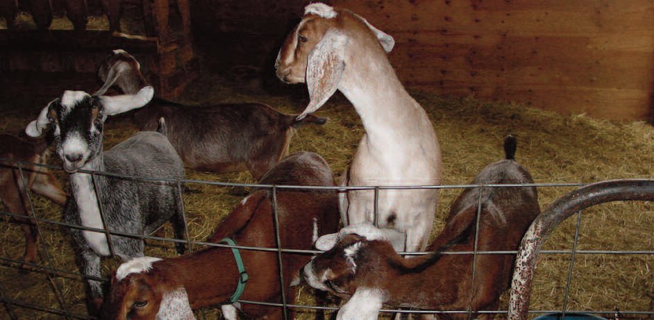Goats in a metal fence