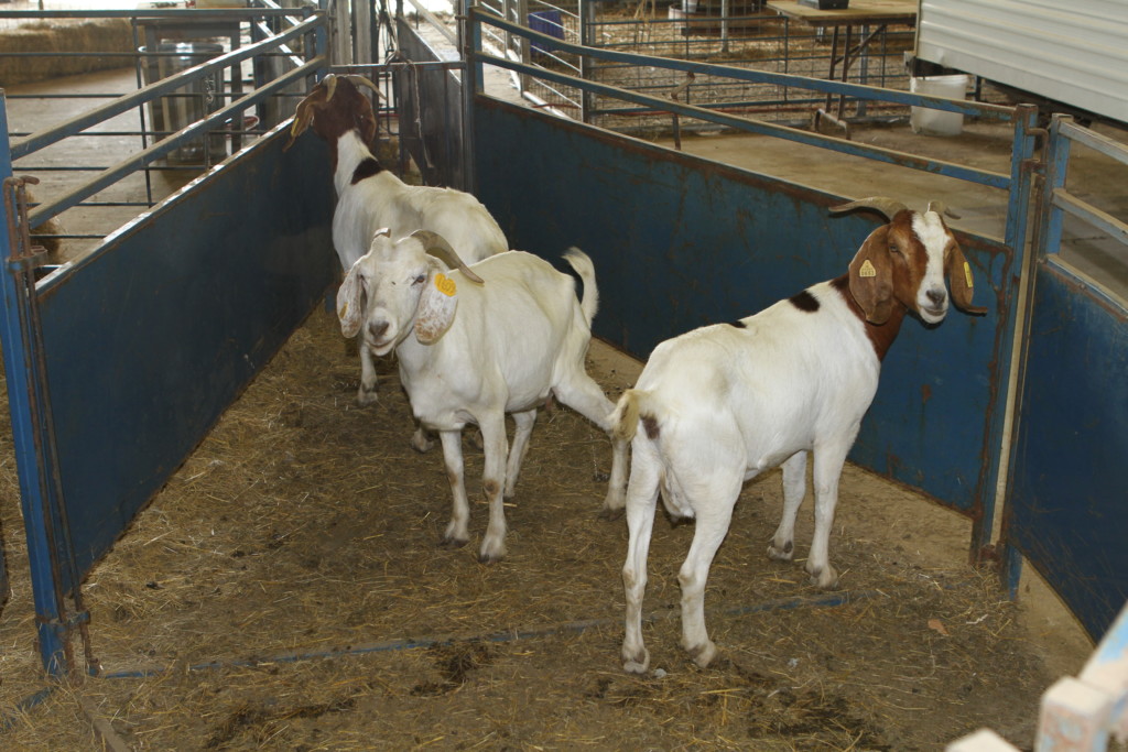 Goats in a barn divider