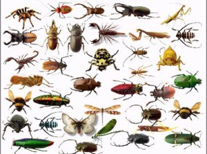 Picture of Insects