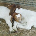 Picture of two goats hugged on the ground