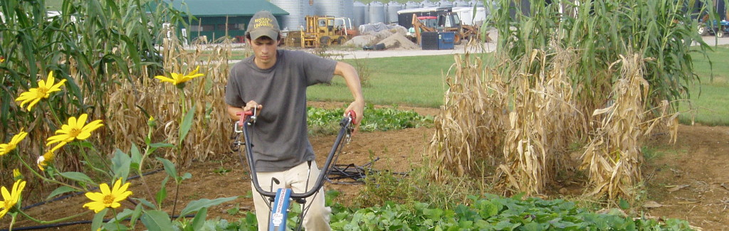 Measuring yield of potential alternative biofuel crops at the KSU Research and Demonstration Farm.