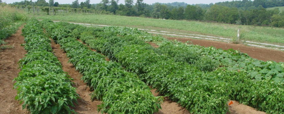 picture of a field with pepper plants