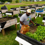 Man planting in an above ground garden box. There are several above ground graden boxes.