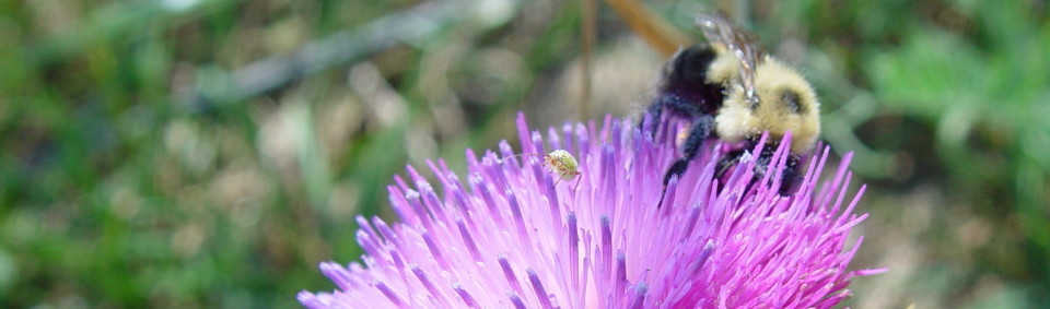 Thistle and bee