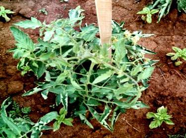 Picture of tomato and basil plant