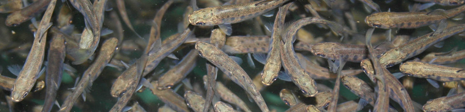juvenile trout picture