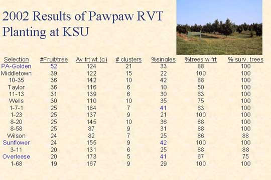 2002 Results of Pawpaw RVT Planting at KSU slide