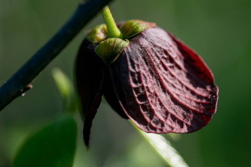 Pawpaw Flower