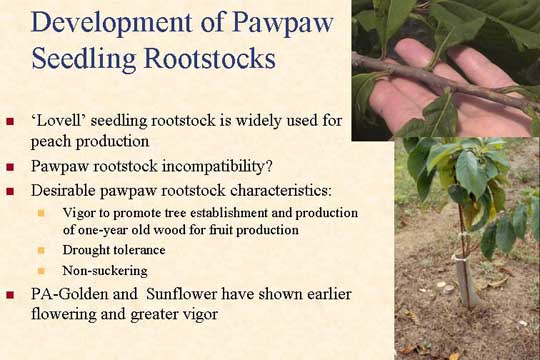 Development of Pawpaw Seedling Rootstocks