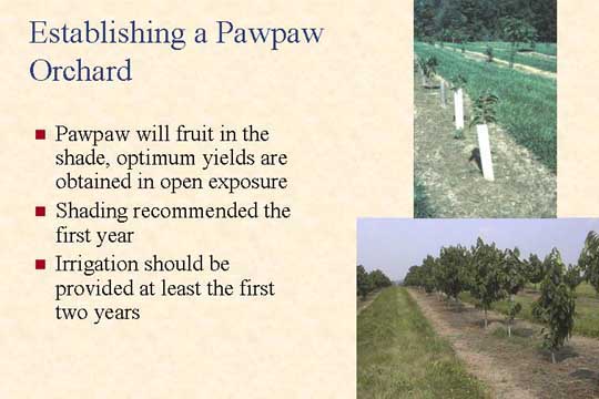 Establishing a Pawpaw Orchard