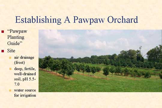 Establishing a Pawpaw Orchard slide