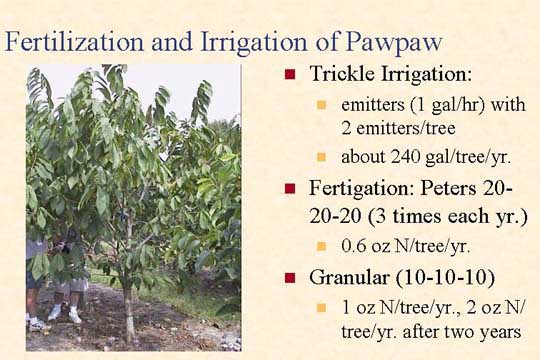 Fertilization and irrigation of pawpaw slide
