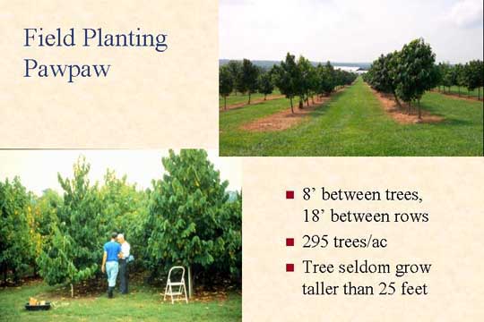 Field planting Pawpaw slide