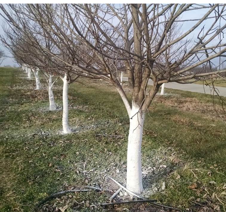 Pawpaw trees in a line with white latex paint on the trucks