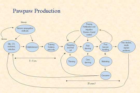 Pawpaw Production Slide