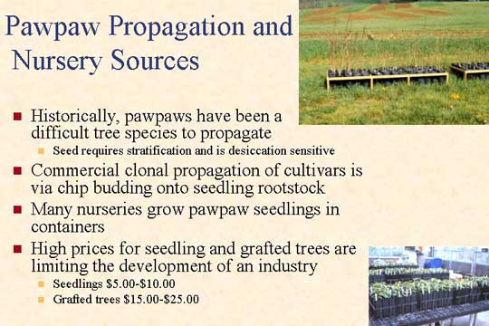 Pawpaw propagation and nursery sources slide
