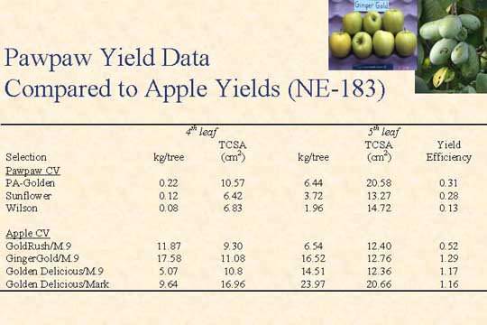 Pawpaw yield data compare to apple yields (NE-183) slide
