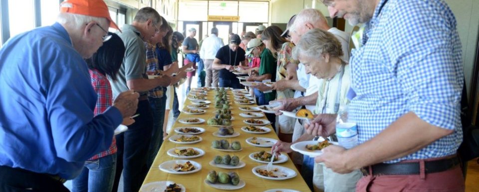 Pawpaw tasting