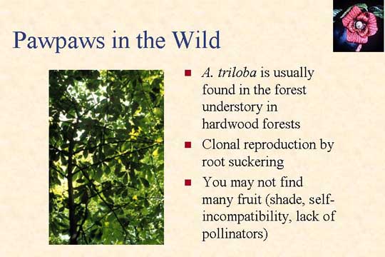 Pawpaws in the wild slide