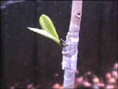 Photos of Grafting and; Pruning