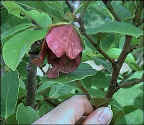 Photos of Pawpaw Flowers