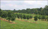 Photos of Pawpaw Orchards