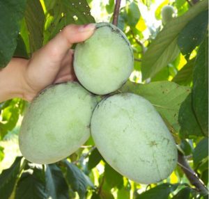 Picture of hand holding Pawpaws