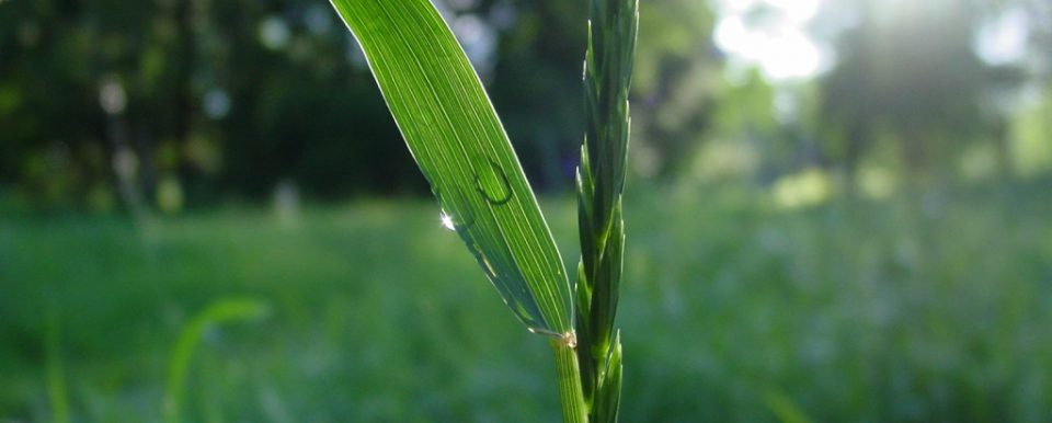 Picture of a plant