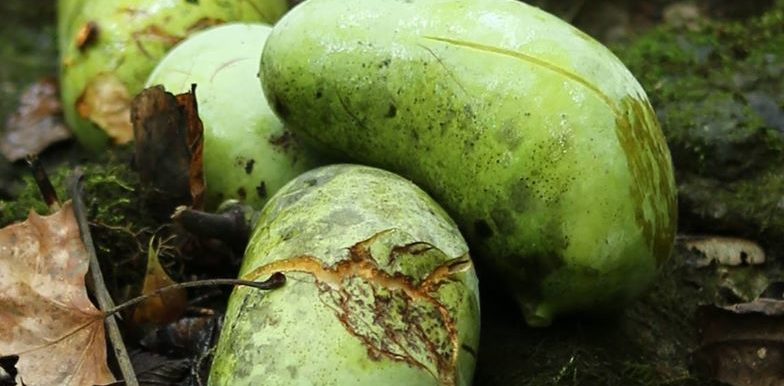Some pawpaw fruit at Cove Spring Park